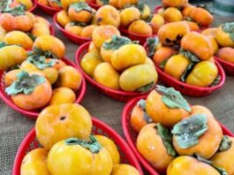 State Street Farmers Market Persimmons, Prizes, and Fall Fun