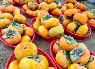 State Street Farmers Market Persimmons, Prizes, and Fall Fun