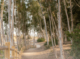 City of Carlsbad Happy Trails Newsletter