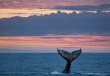 Let’s go Whale Watching! WITH OCEANSIDE ADVENTURES