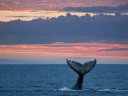 Let’s go Whale Watching! WITH OCEANSIDE ADVENTURES