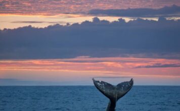 Let’s go Whale Watching! WITH OCEANSIDE ADVENTURES