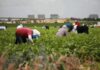 César Chávez Day to be Renamed Farmworker Day under Proposal