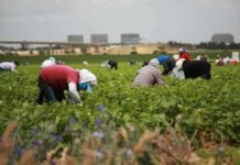 César Chávez Day to be Renamed Farmworker Day under Proposal