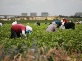 César Chávez Day to be Renamed Farmworker Day under Proposal