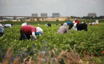 César Chávez Day to be Renamed Farmworker Day under Proposal