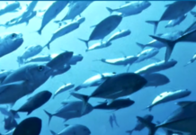 Hubbs-SeaWorld Research Institute Released 3 Millionth Tagged White Seabass