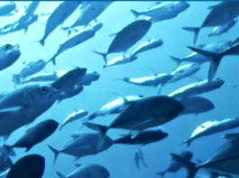 Hubbs-SeaWorld Research Institute Released 3 Millionth Tagged White Seabass