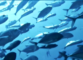 Hubbs-SeaWorld Research Institute Released 3 Millionth Tagged White Seabass