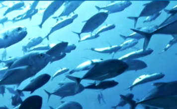 Hubbs-SeaWorld Research Institute Released 3 Millionth Tagged White Seabass