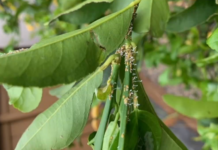 State Declares Citrus Quarantine in Ramona
