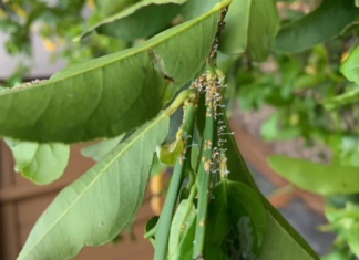 State Declares Citrus Quarantine in Ramona