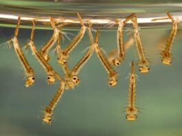 Aerial Treatments Start to Prevent Mosquitoes