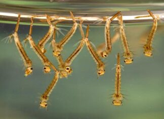 Aerial Treatments Start to Prevent Mosquitoes