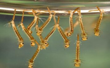 Aerial Treatments Start to Prevent Mosquitoes