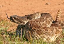 Shake, Rattle and Whoa! Was That a Rattlesnake?