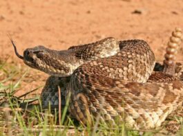 Shake, Rattle and Whoa! Was That a Rattlesnake?