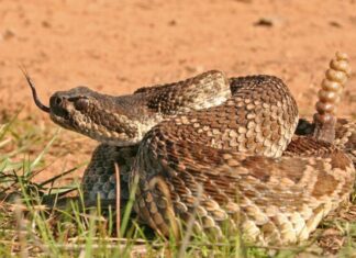 Shake, Rattle and Whoa! Was That a Rattlesnake?