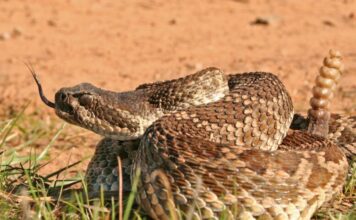 Shake, Rattle and Whoa! Was That a Rattlesnake?