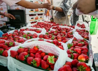 Chamber Chat: The Vista Strawberry Festival returns May 24
