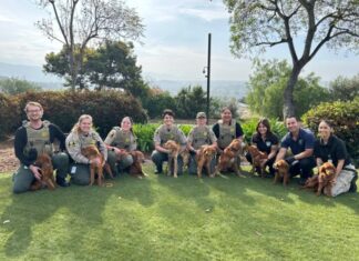 Care Continues for Dogs Rescued from Bonsall Property