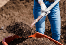 City of Vista News Headlines Mulch/Compost Giveaway and More