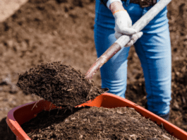 City of Vista News Headlines Mulch/Compost Giveaway and More
