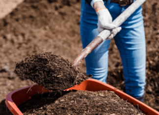 City of Vista News Headlines Mulch/Compost Giveaway and More