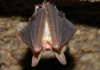 Rabid Bat Startles Patrons at Vista Restaurant