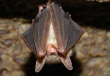 Rabid Bat Startles Patrons at Vista Restaurant