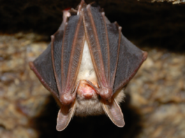 Rabid Bat Startles Patrons at Vista Restaurant