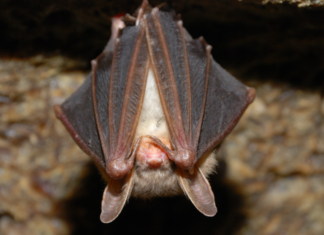 Rabid Bat Startles Patrons at Vista Restaurant
