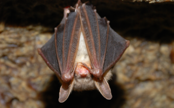 Rabid Bat Startles Patrons at Vista Restaurant