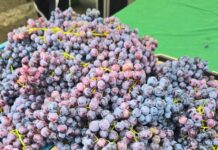 State Street Farmers Market First Grapes of the Season Have Arrived