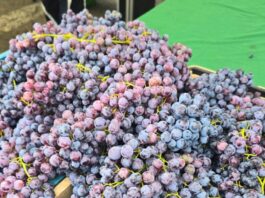 State Street Farmers Market First Grapes of the Season Have Arrived