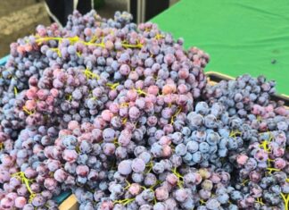 State Street Farmers Market First Grapes of the Season Have Arrived