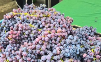 State Street Farmers Market First Grapes of the Season Have Arrived