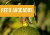 State Street Farmers Market Reed Avocados Have Arrived at the Market
