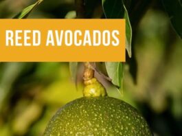 State Street Farmers Market Reed Avocados Have Arrived at the Market
