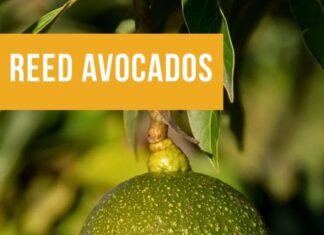 State Street Farmers Market Reed Avocados Have Arrived at the Market