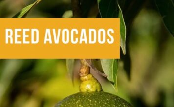 State Street Farmers Market Reed Avocados Have Arrived at the Market