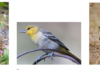 Kids in the Garden at Alta Vista Botanical Gardens Birds: Feathers, Beaks, and Nests September 12