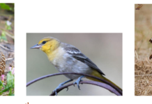 Kids in the Garden at Alta Vista Botanical Gardens Birds: Feathers, Beaks, and Nests September 12