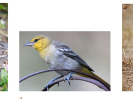 Kids in the Garden at Alta Vista Botanical Gardens Birds: Feathers, Beaks, and Nests September 12