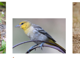 Kids in the Garden at Alta Vista Botanical Gardens Birds: Feathers, Beaks, and Nests September 12