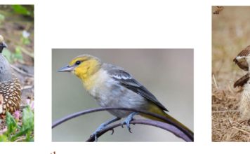 Kids in the Garden at Alta Vista Botanical Gardens Birds: Feathers, Beaks, and Nests September 12