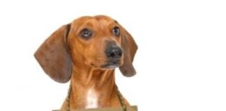 Special Animal Days for the Month of September