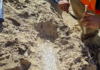 Ancient Mammal Fossils Found at Oceanside Construction Site