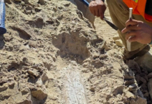 Ancient Mammal Fossils Found at Oceanside Construction Site