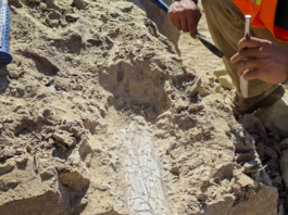 Ancient Mammal Fossils Found at Oceanside Construction Site